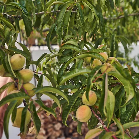 Coliving & Cowork In Ericeira By Barefoot Portugal Chata *